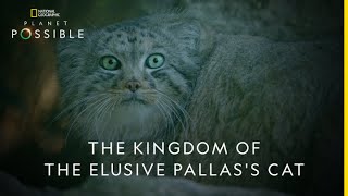 The Kingdom of the Elusive Pallass Cat  Planet Possible  22nd April  Earth Day [upl. by Violet735]