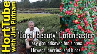 Coral Beauty Cotoneaster  Erosion Control Flowers Berries and Birds🐦🌼 [upl. by Essirehs99]