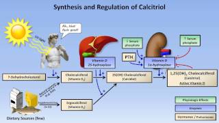 Calcium and Phosphate Metabolism [upl. by Eveiveneg]