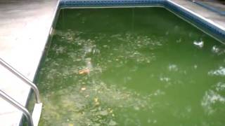 How to clean a GREEN POOL quotTHE SWAMPquot in 3 days [upl. by Mas]