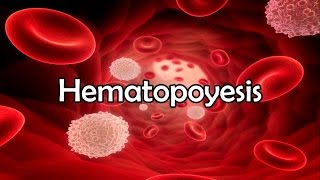 Hematopoyesis [upl. by Essirahc]