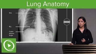 Lung Anatomy – Radiology  Lecturio [upl. by Adnof]