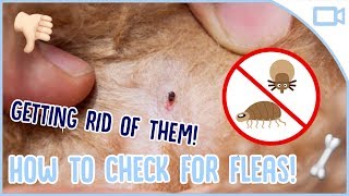 How to Get Rid of Dog Fleas [upl. by Hahn]