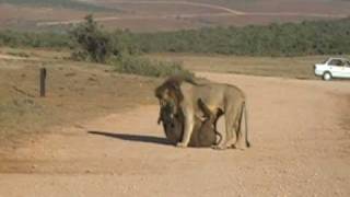 Lions Kill two Buffalo in Addo reserveSouth Africa [upl. by Nois]