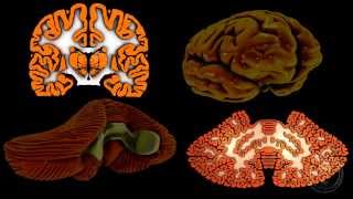 Neuroanatomie  Le cervelet [upl. by Amble668]