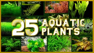 Types of Aquatic Plant for your Aquarium [upl. by Shields]