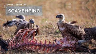 How Vultures Evolved to be Scavengers [upl. by Brooking]