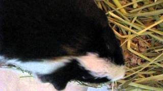 Guinea Pig Wheezing Strange Sound [upl. by Ordep]