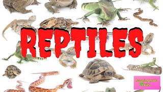 REPTILES  INTERESTING FACTS FOR KIDS [upl. by Ibbob584]