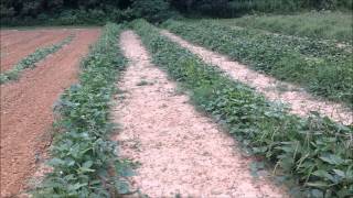 Raised Row vs Furrow Planting [upl. by Selbbep847]