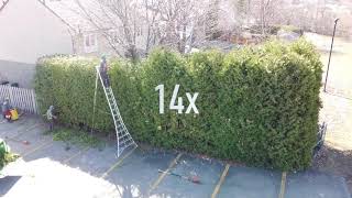 How to trim BIG cedar hedges [upl. by Byrn]