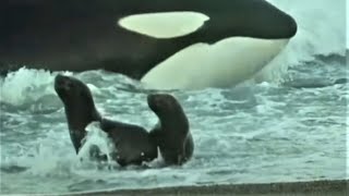 Deadly Killer Whale Moments  Top 5  BBC Earth [upl. by Elleina]