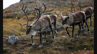 Grønland i billederGreenland in pictures [upl. by Jackquelin]