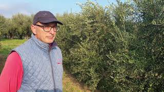 Oliveto Intensivo di Arbequina LA PRODUTTIVITA [upl. by Delwyn]