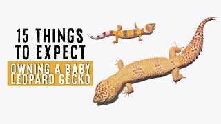 Owning A Baby  Juvenile Leopard Gecko  15 THINGS TO EXPECT [upl. by Robinett]