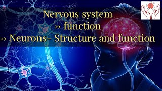 Bio Psychology Part 2 Nervous System Functions Neurons structure and function [upl. by Einniw]