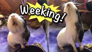 Guinea Pig Wheeking Compilation [upl. by Mcfarland71]