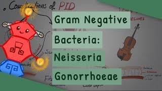 Gram Negative Bacteria Neisseria gonorrhoeae [upl. by Eidua]