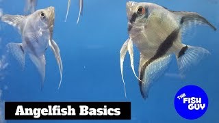 Angelfish Basics [upl. by Einon]