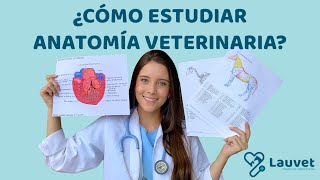 CÓMO ESTUDIAR ANATOMÍA VETERINARIA  Lauvet [upl. by Ruby]