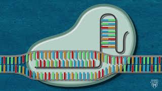 CRISPR Cas9 Screening [upl. by Nonnaehr225]