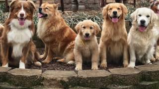 KeenDog Golden Retriever Puppy Training What To Expect [upl. by Llerruj]