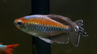 My Experience With Congo Tetras [upl. by Knutson]