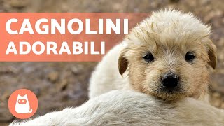 CAGNOLINI Adorabili e Divertenti 🐶 Video di Cuccioli Tenerissimi [upl. by Stralka]