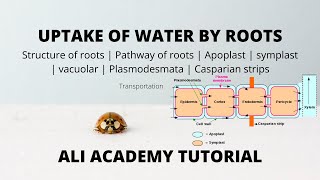 uptake of water And Minerals By plants  Class 11 Biology [upl. by Patrich791]