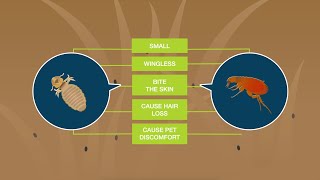 Fleas vs Lice What’s the Difference [upl. by Hyde]