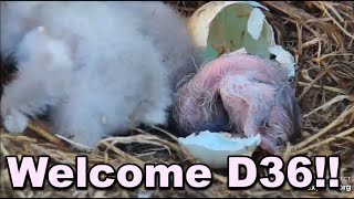 Decorah Eagles Welcome D36 Congrats Mom amp DM2 [upl. by Airalednac633]