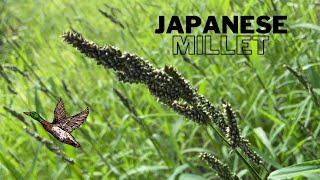 Planting Japanese Millet For Ducks [upl. by Bourgeois418]