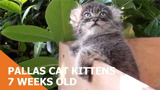 Pallas Cat Kittens At 7 Weeks Old [upl. by Anitsyrk518]