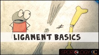 Ligament Basics  Science Explained [upl. by Leroj]