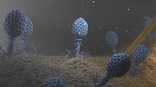 T4 Phage attacking Ecoli [upl. by Audras346]