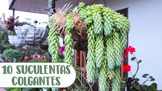 10 SUCULENTAS COLGANTES QUE DEBES TENER EN TU JARDÍN│Candy Bu [upl. by Joleen878]