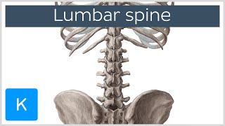 Lumbar Spine Anatomy and Function  Human Anatomy  Kenhub [upl. by Trebmal]