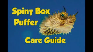 Spiny Box Puffer Care Guide Striped Burrfish [upl. by Ynohtnad730]