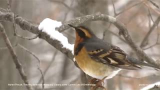 Varied Thrush [upl. by Otir673]