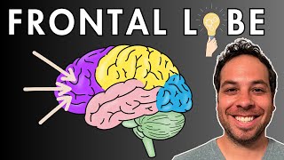 The Frontal Lobe  Location and Function [upl. by Yelserp]