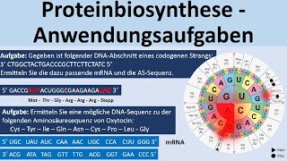 Proteinbiosynthese  KlausuraufgabenAnwendungsaufgaben Biologie Genetik Oberstufe [upl. by Leamhsi846]