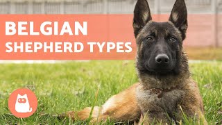 TYPES OF BELGIAN SHEPHERD  Names and Information [upl. by Oregolac]