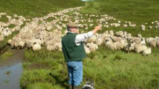 Working Bearded Collie Sheepdogs Driving One Thousand Sheep  Version 2 [upl. by Trilbi]