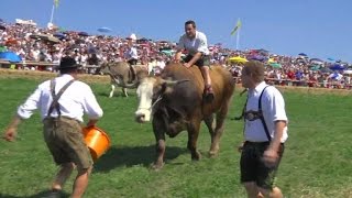 Der reine RinderWahnsinn Ochsenrennen in Bayern [upl. by Hairahcaz87]