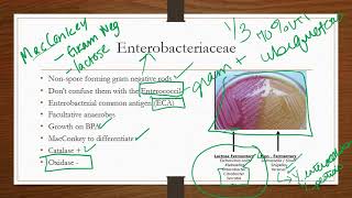 Enterobacteriaceae [upl. by Noterb506]