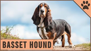 Basset Hound  Dog Breed Information [upl. by Ennairb]