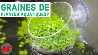 Graines de plantes aquatiques [upl. by Tteltrab]