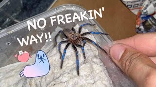 FINALLY seeing this New Species in person   Rare Expensive Blue Tarantula Unboxing [upl. by Nazar903]