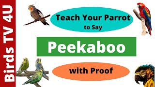 Teach Your Parrot to Say Peekaboo  Train Your Parrot to Talk  Talking Parrot parakeet parrot [upl. by Dnalerb484]