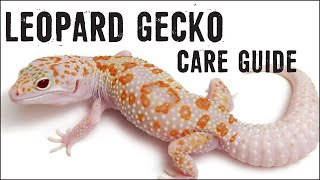 LEOPARD GECKOS Care Guide for Beginners [upl. by Salangia]